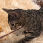 Savannah, F-7C Cool BST female DOB 4-3-19