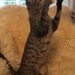 Savannah, F-7C Cool BST female DOB 4-3-19