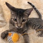 Savannah, F-7C Cool BST female DOB 4-3-19