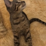 Savannah, F-7C Cool BST female DOB 4-3-19