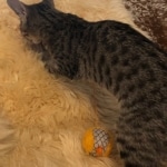 Savannah, F-7C Cool BST female DOB 4-3-19