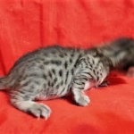 Savannah, F-7C Cool BST female DOB 4-3-19