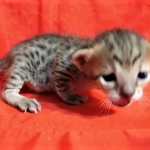 Savannah, F-7C Cool BST female DOB 4-3-19