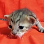 Savannah, F-7C Cool BST female DOB 4-3-19