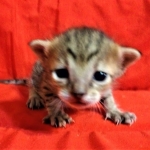 Savannah, F-7C Cool BST female DOB 4-3-19