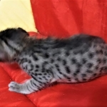 Savannah, F-7C Cool BST female DOB 4-3-19