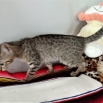 Savannah, F-7C Cool BST female DOB 4-3-19