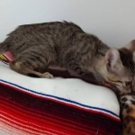 Savannah, F-7C Cool BST female DOB 4-3-19