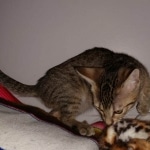 Savannah, F-7C Cool BST female DOB 4-3-19