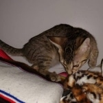 Savannah, F-7C Cool BST female DOB 4-3-19