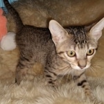 Savannah, F-7C Cool BST female DOB 4-3-19