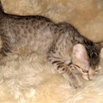 Savannah, F-7C Cool BST female DOB 4-3-19