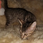 Savannah, F-7C Cool BST female DOB 4-3-19