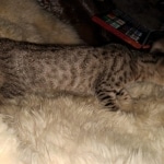 Savannah, F-7C Cool BST female DOB 4-3-19