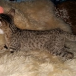 Savannah, F-7C Cool BST female DOB 4-3-19