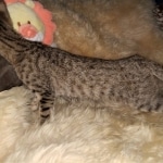 Savannah, F-7C Cool BST female DOB 4-3-19