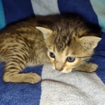 Savannah Female Brown Spotted DOB 8-30-21