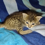 Savannah Female Brown Spotted DOB 8-30-21