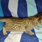 Savannah Female Brown Spotted DOB 8-30-21