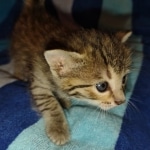 Savannah Female Brown Spotted DOB 8-30-21