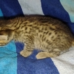 Savannah Female Brown Spotted DOB 8-30-21