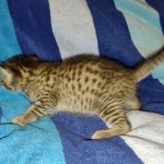 Savannah Female Brown Spotted DOB 8-30-21