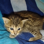 Savannah Female Brown Spotted DOB 8-30-21