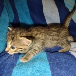 Savannah Female Brown Spotted DOB 8-30-21