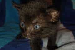 Tali Savannah F-7C Female Melanistic DOB 8-30-21