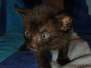 Tali Savannah F-7C Female Melanistic DOB 8-30-21