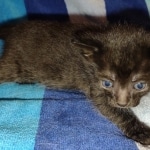 Savannah female Black DOB 8-30-21