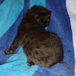 Savannah female Black DOB 8-30-21