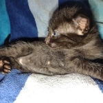 Savannah female Black DOB 8-30-21