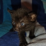 Savannah female Black DOB 8-30-21