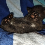 Savannah female Black DOB 8-30-21