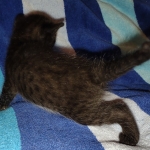 Savannah female Black DOB 8-30-21