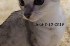 Fallon Savannah F-7C Silver Female DOB 4-3-19