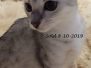 Fallon Savannah F-7C Silver Female DOB 4-3-19