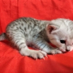 Savannah, Silver, Female, DOB 4-3-19