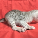 Savannah, Silver, Female, DOB 4-3-19