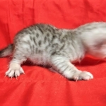 Savannah, Silver, Female, DOB 4-3-19