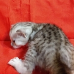 Savannah, Silver, Female, DOB 4-3-19