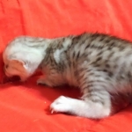 Savannah, Silver, Female, DOB 4-3-19