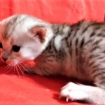 Savannah, Silver, Female, DOB 4-3-19