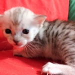 Savannah, Silver, Female, DOB 4-3-19