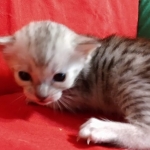 Savannah, Silver, Female, DOB 4-3-19