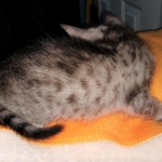 Savannah, Silver, Female, DOB 4-3-19