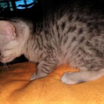 Savannah, Silver, Female, DOB 4-3-19