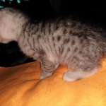 Savannah, Silver, Female, DOB 4-3-19