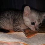 Savannah, Silver, Female, DOB 4-3-19